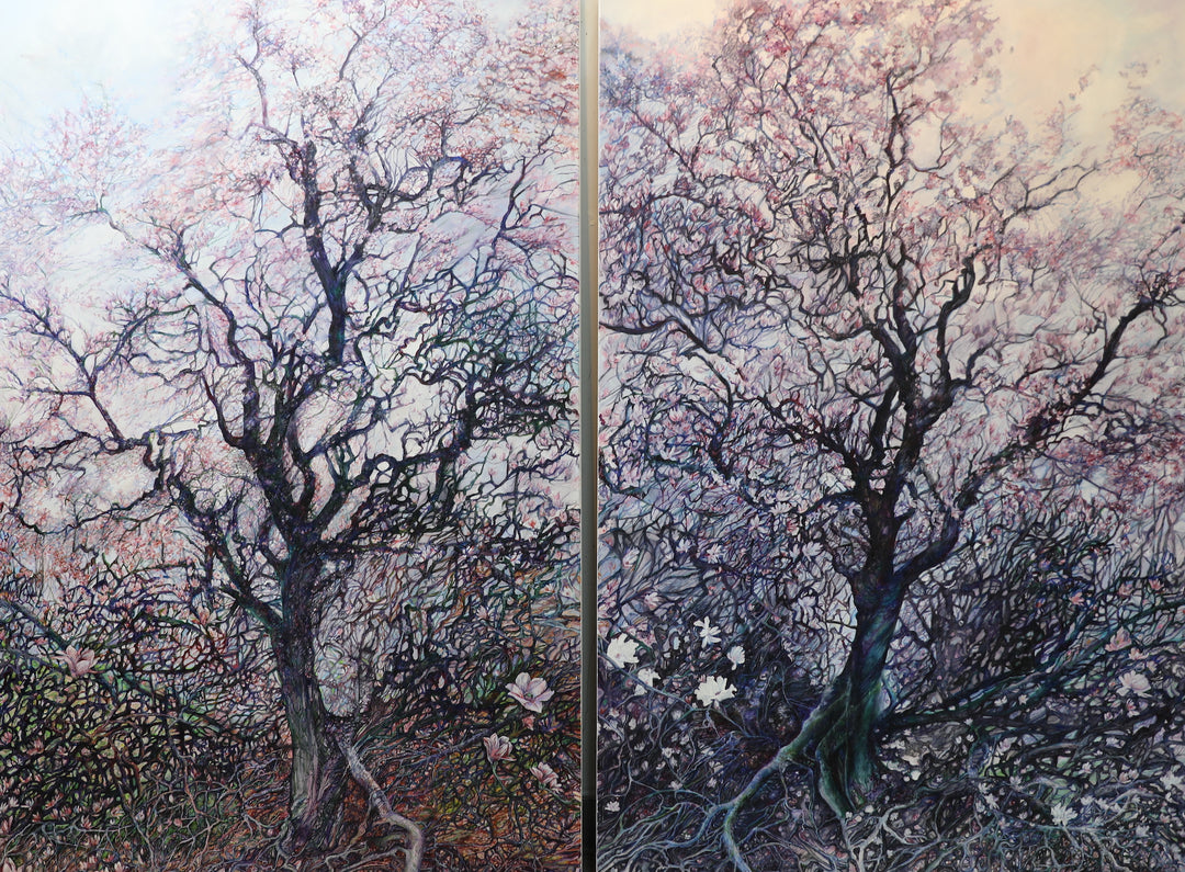 Blossoms Embrace on Magnolia Trees