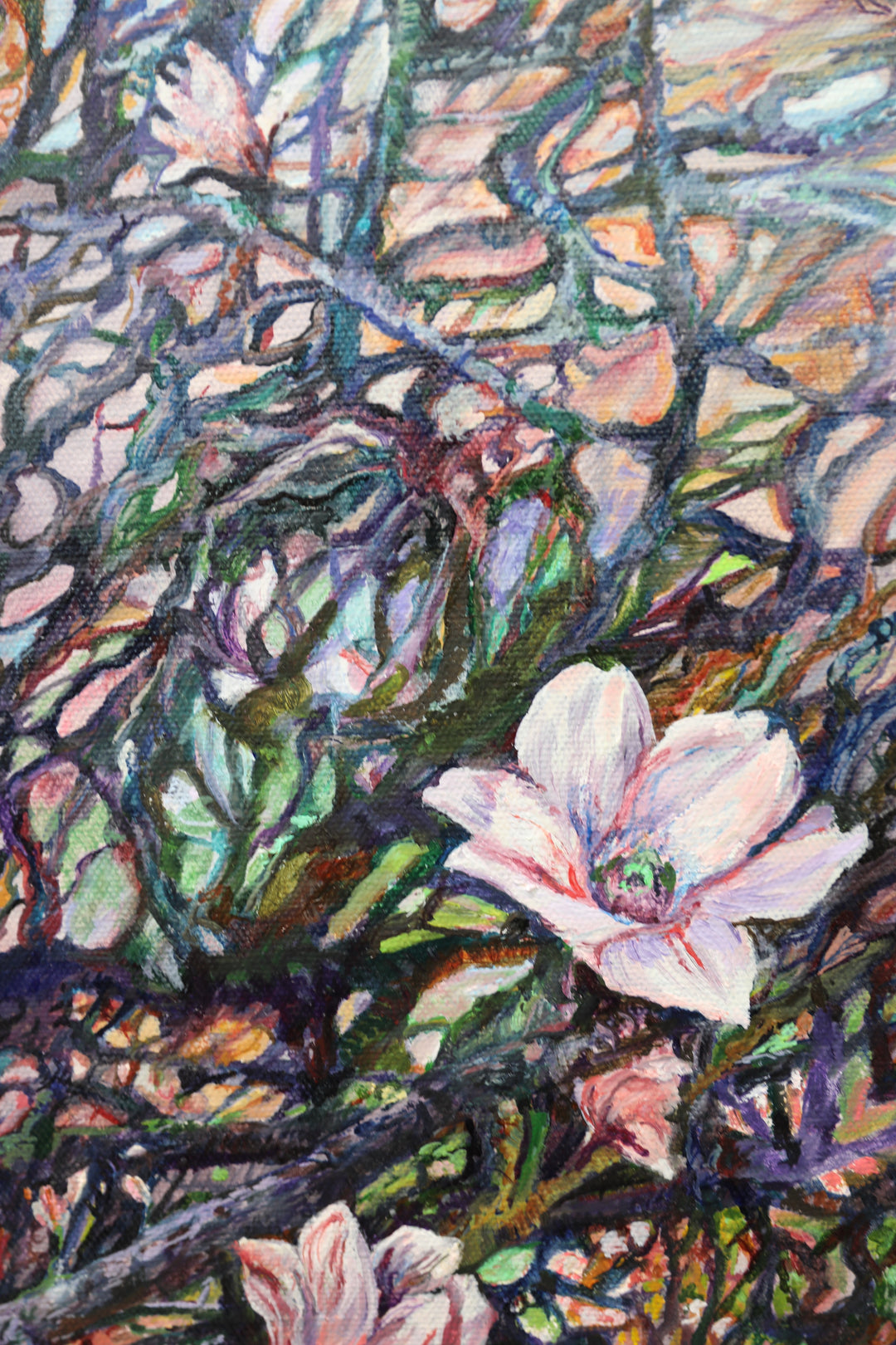 Blossoms Embrace on Magnolia Trees